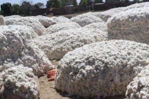 0512 7617 cameroon sodecoton aims to produce 260 000 tons of cotton during 2017 2018 cotton season l 0512 7617 cameroon sodecoton aims to produce 260 000 tons of cotton during 2017 2018 cotton season l