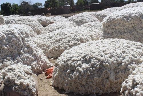 0512 7617 cameroon sodecoton aims to produce 260 000 tons of cotton during 2017 2018 cotton season l 0512 7617 cameroon sodecoton aims to produce 260 000 tons of cotton during 2017 2018 cotton season l