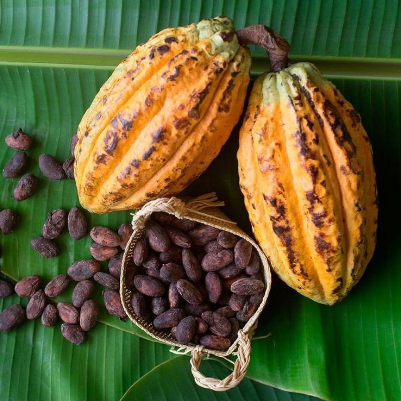 hatcacaotholenmen1 hatcacaotholenmen1