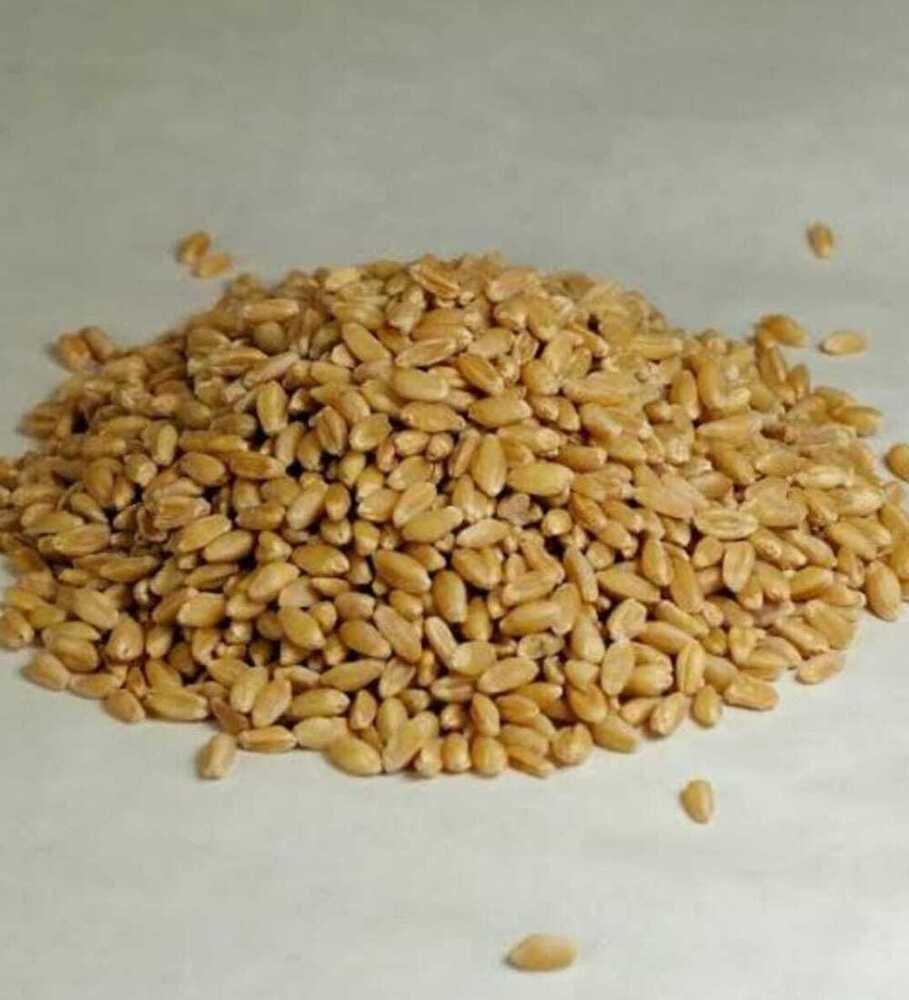 milling wheat milling wheat