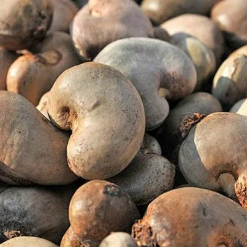 raw cashew nuts raw cashew nuts