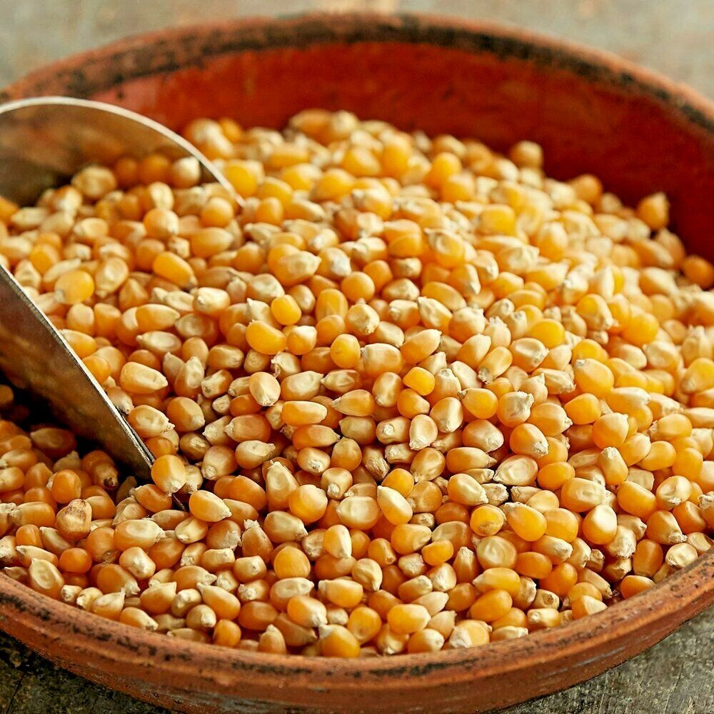 s-l1200 Yellow Maize Corn - Image 2