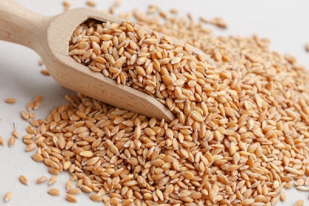 wheat seeds wheat seeds