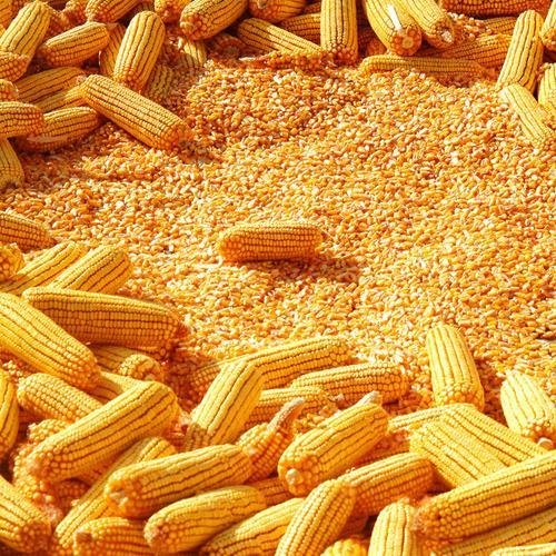 yellow-corn-maize-for-animal-feed-yellow-corn-for-poultry-feed-717 Yellow Maize Corn - Image 3